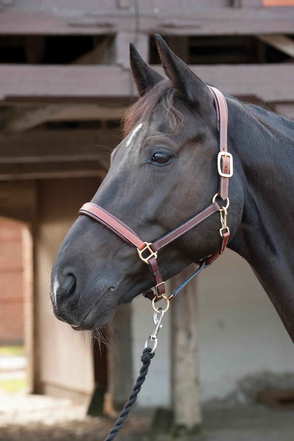 HorseGuard Lædergrime - Flere Farver