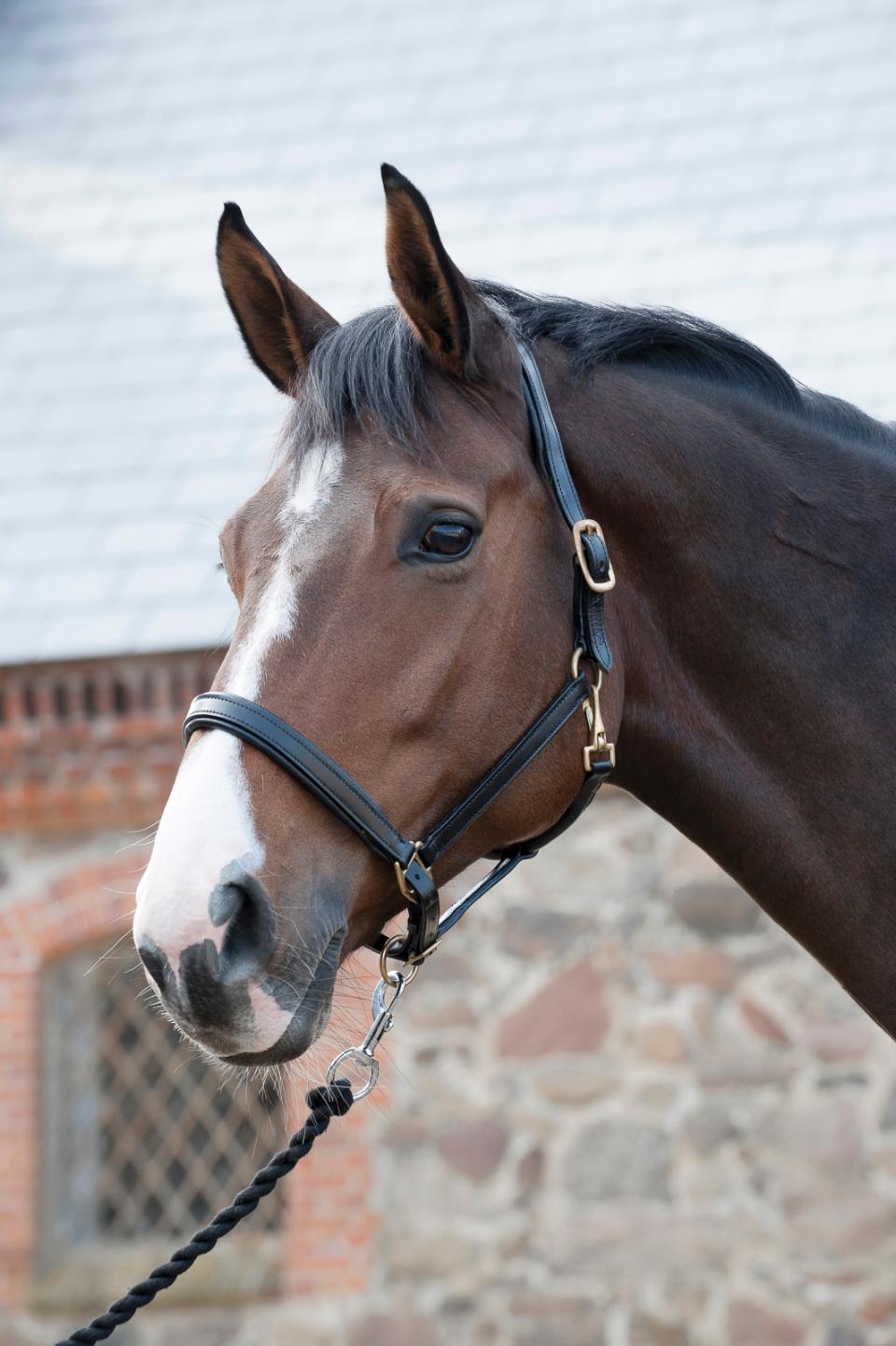 HorseGuard Lædergrime - Flere Farver