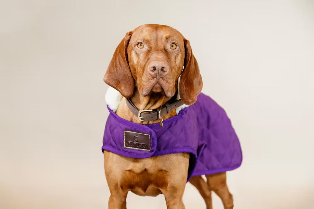 Kentucky Original Hundedækken - Royal Purple