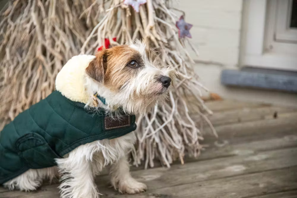 Kentucky Hundedækken - Dark Green
