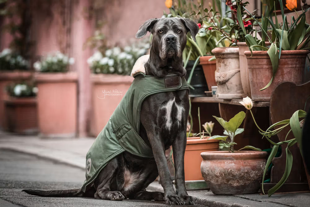 Kentucky Hundedækken