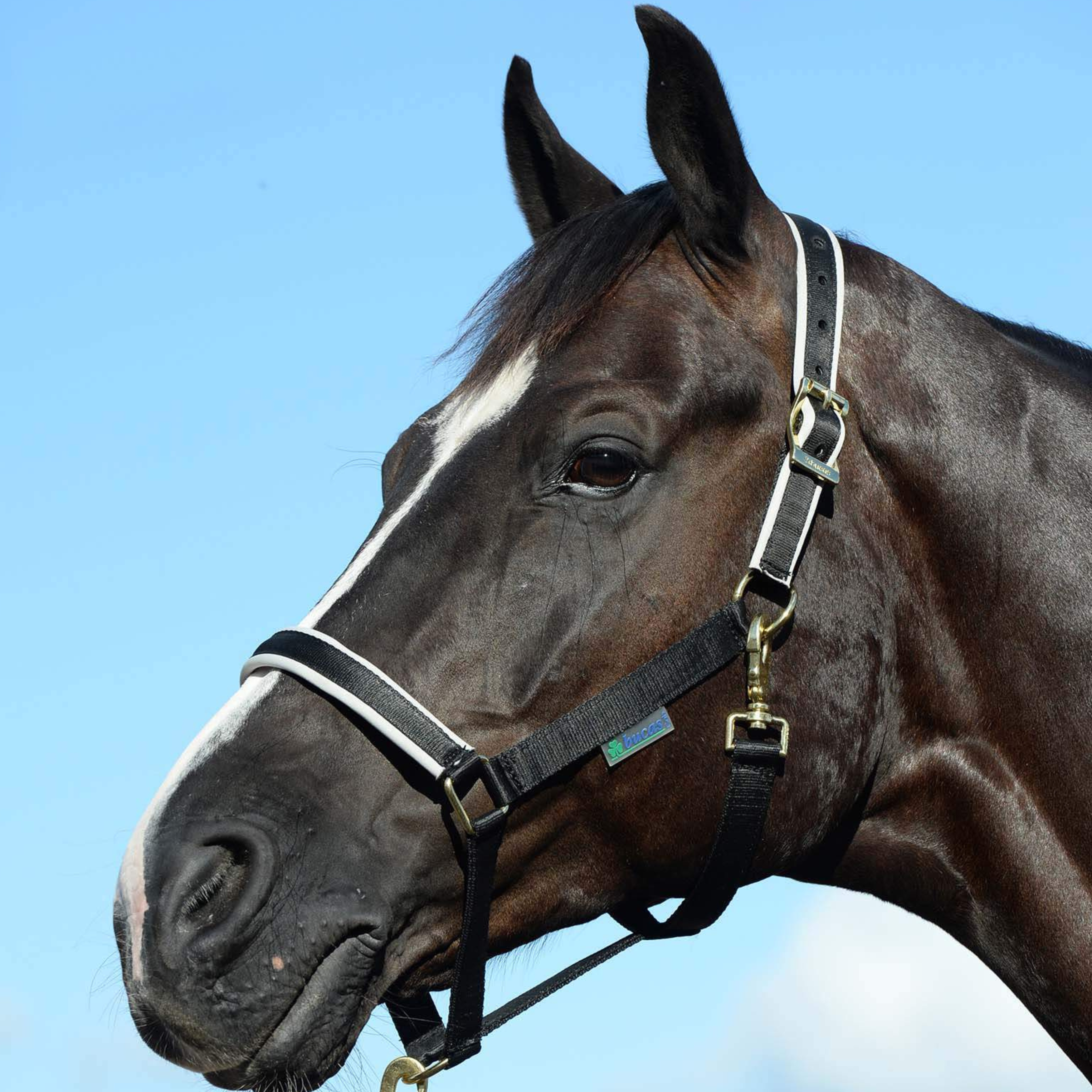 Bucas Dublin Grime - Sort/Silver