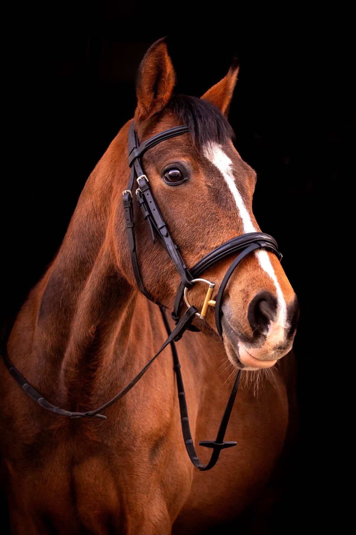 byWeber London Trense Med Softgrip Gummitøjle