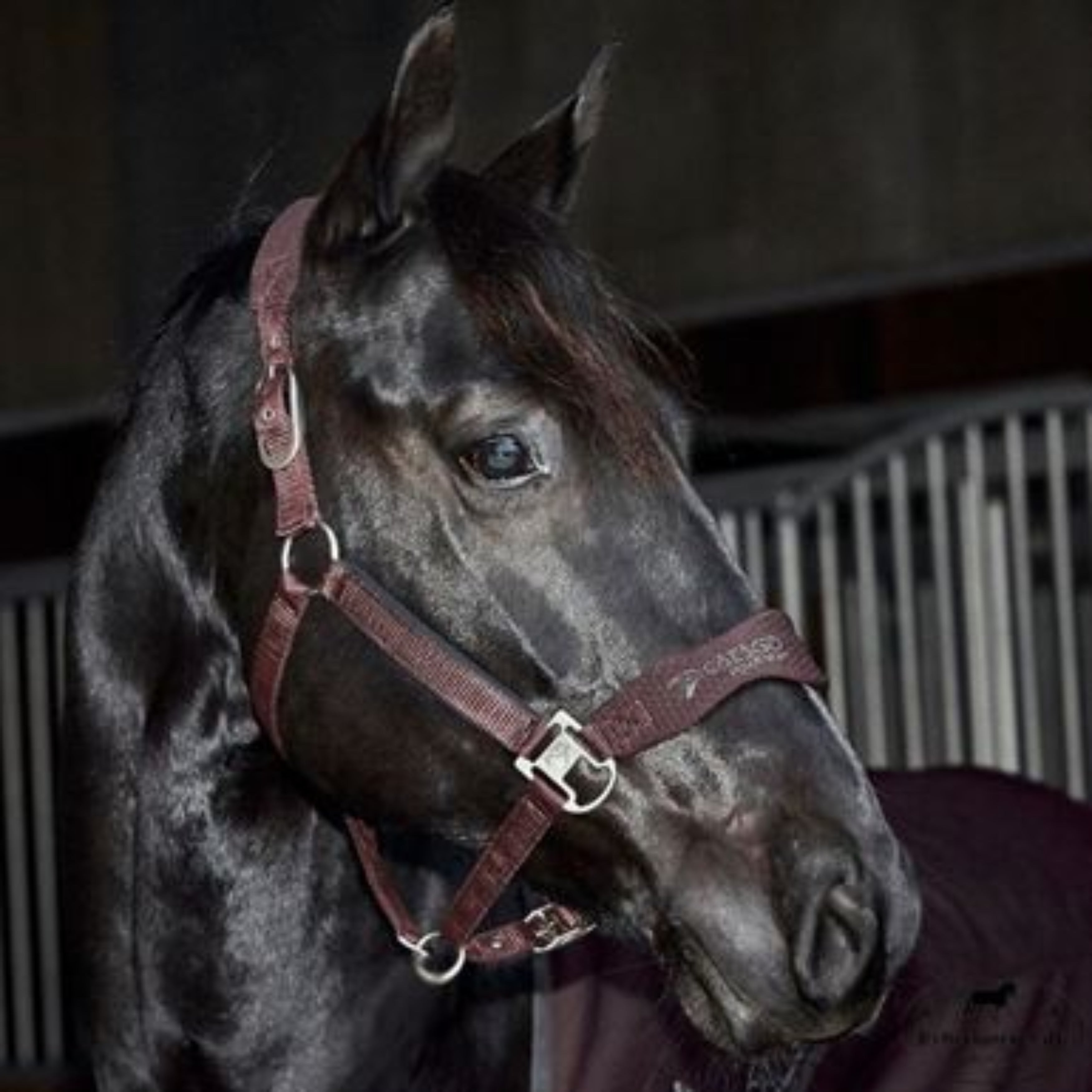 Catago FIR-Tech Grime - plum perfect