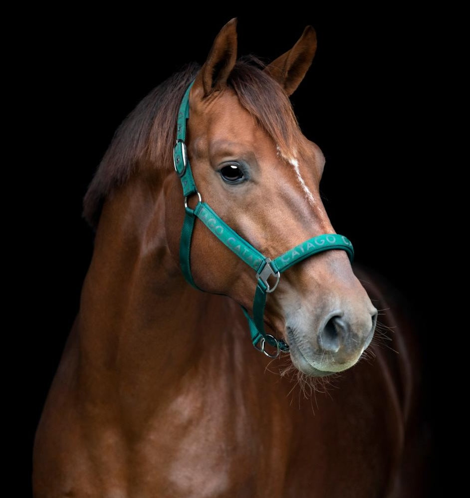 Catago Alea Grime m. Refleks Logo