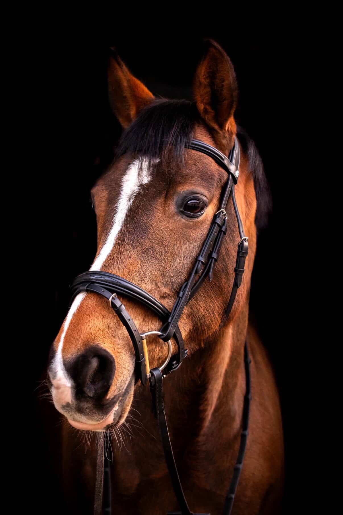 byWeber London Trense Med Softgrip Gummitøjle