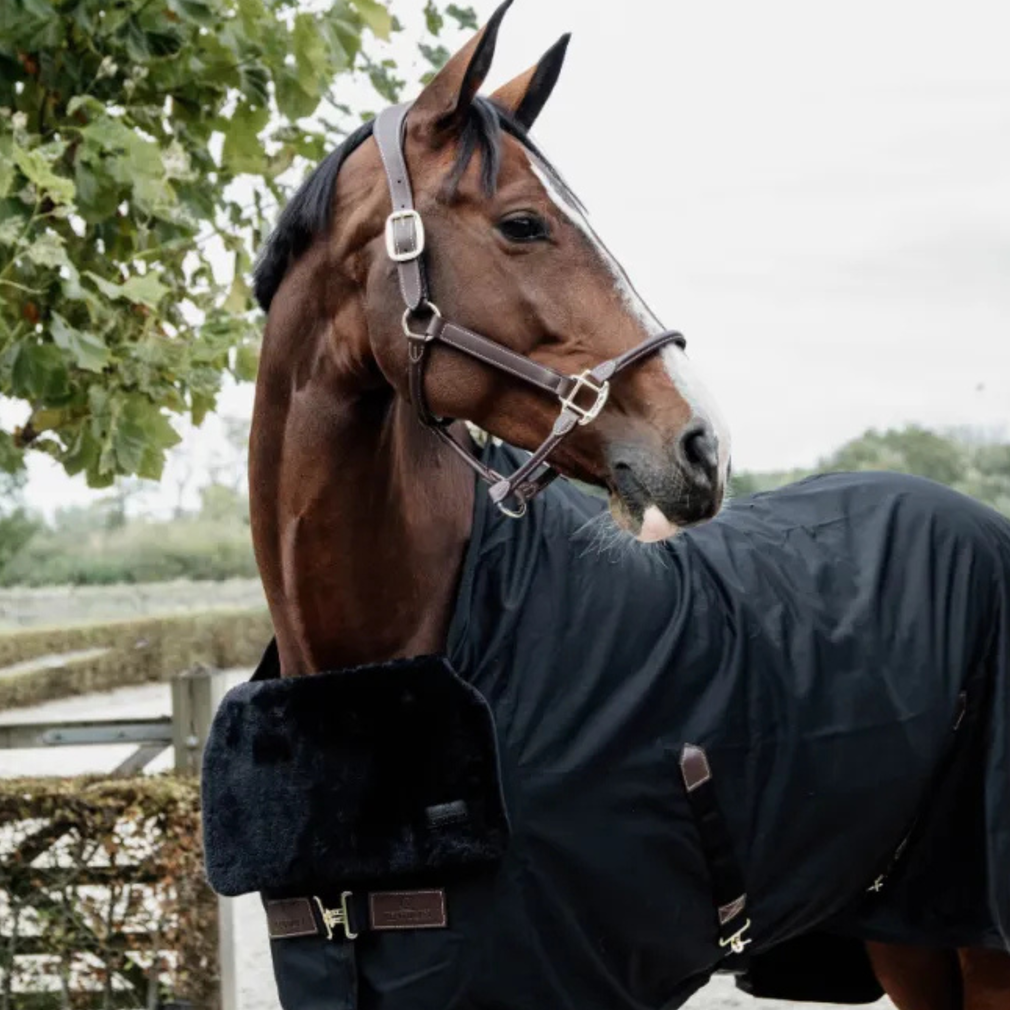 Kentucky Bib Til Bringen Lam - Sort