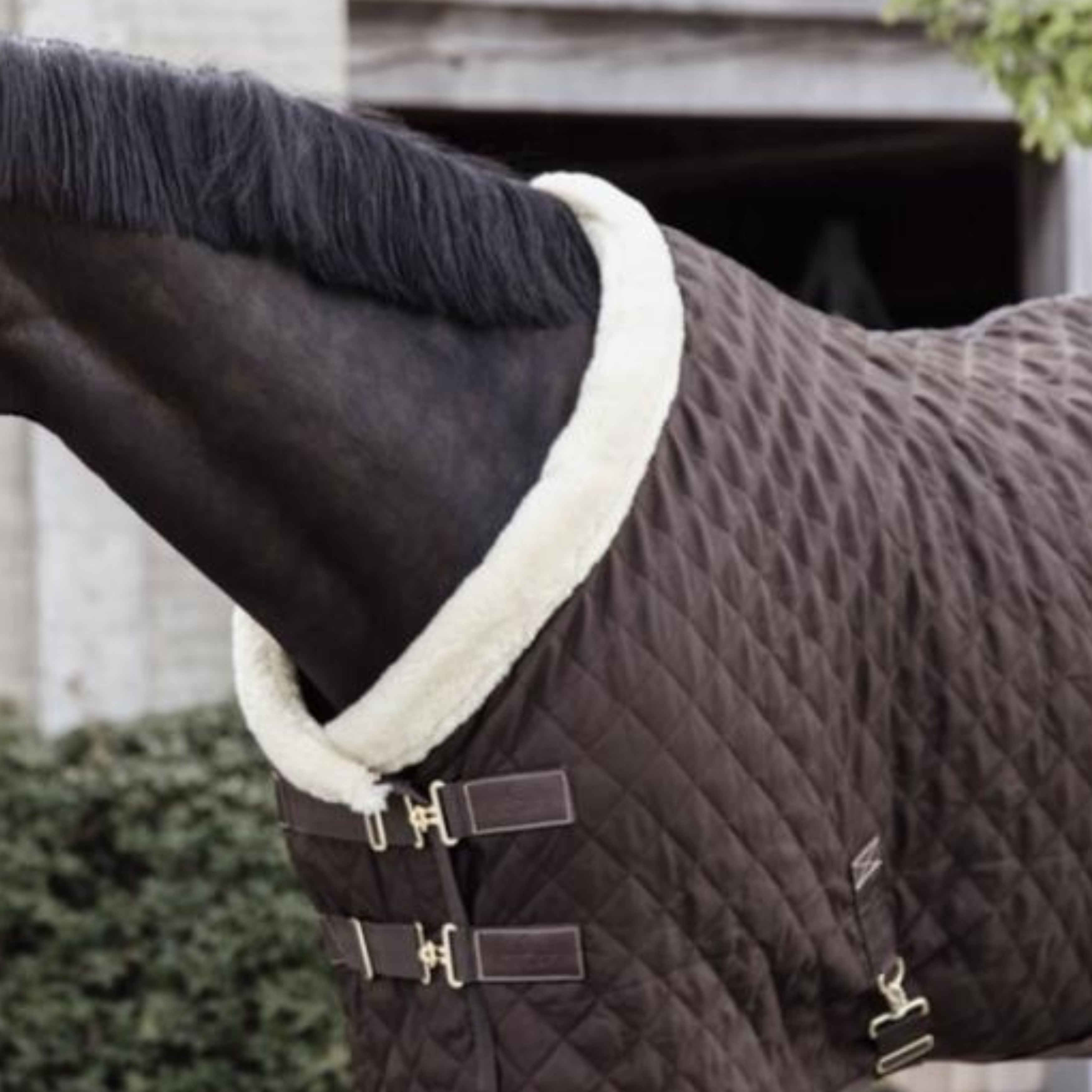 Kentucky Show Dækken, 160gr. - Brown