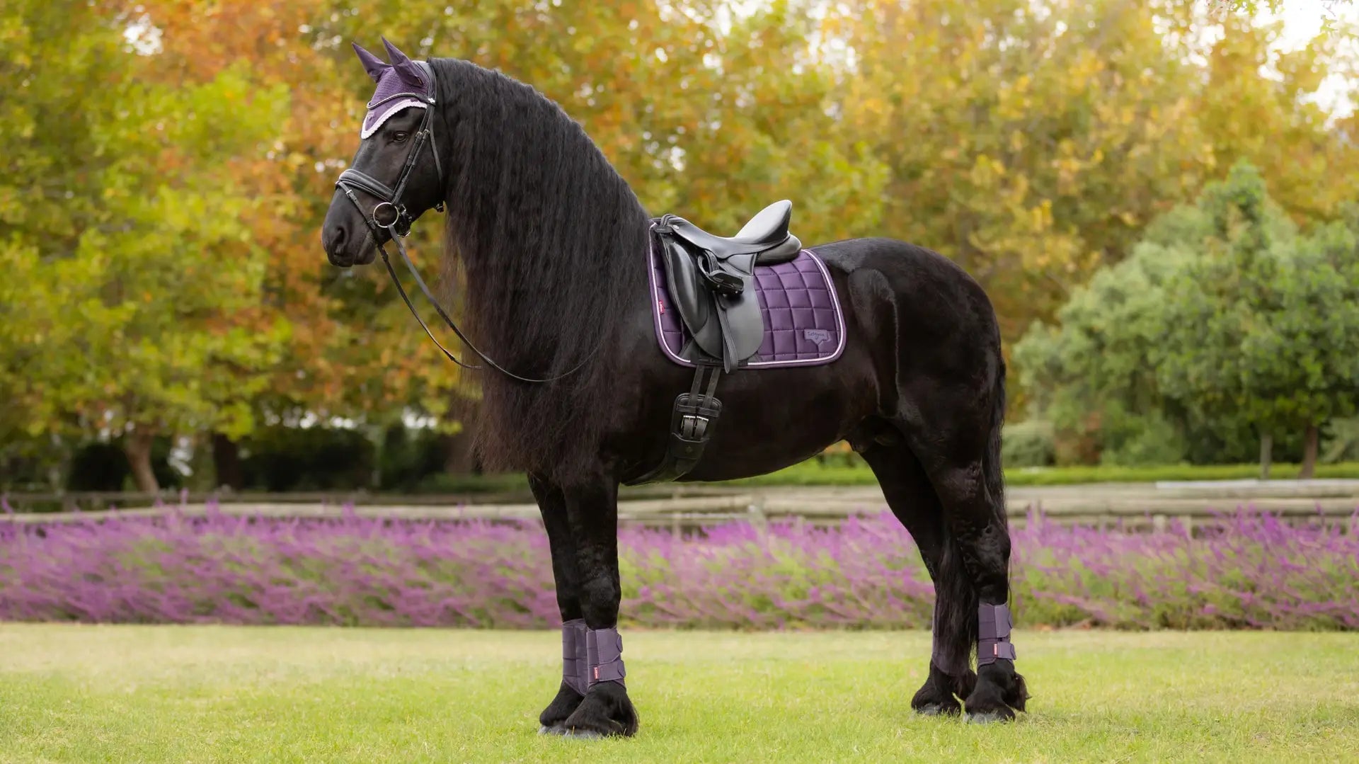 LeMieux Loire Classic Dressurunderlag