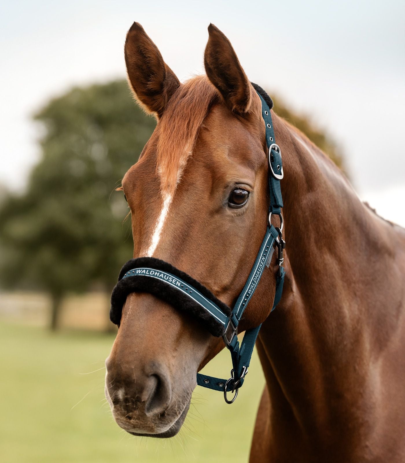 Waldhausen Elegant Grime - Petrol Blå