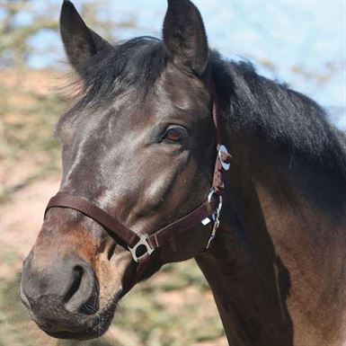 Horse Guard Nylon Grimer 3 for 120