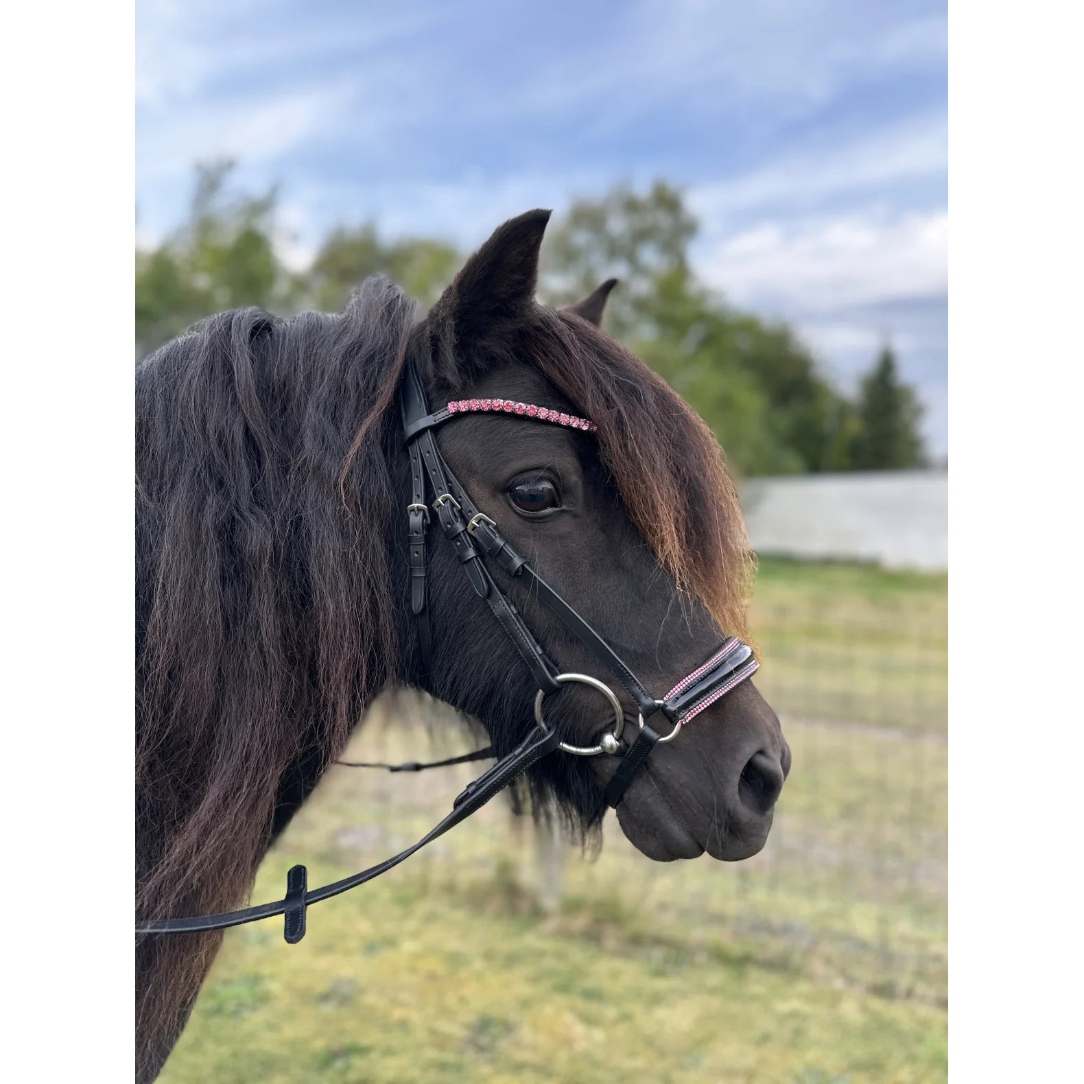 byWeber Molly Hannoveransk Trense M. Lak+Sten