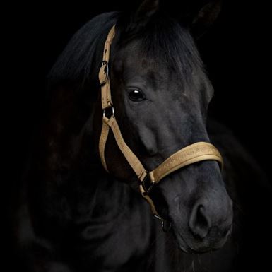 HorseGuard Diya 2.0 Grime - Kangaroo