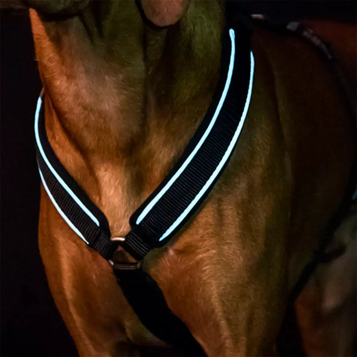 Back On Track Max Hundesele - Sort