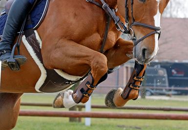 Kentucky Pladegjord m. Lam