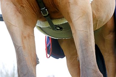 Kentucky Pladegjord m. Lam