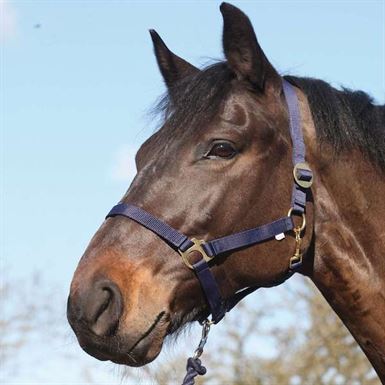 Horse Guard Nylon Grimer 3 for 120