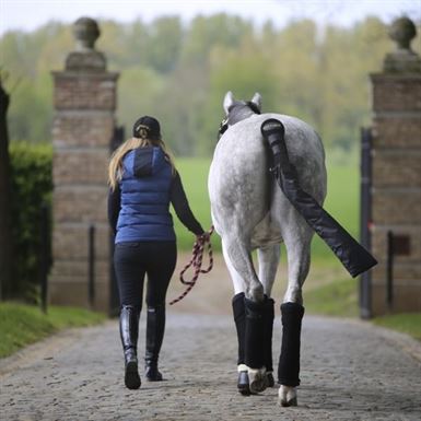 Kentucky Halebeskytter m.pose