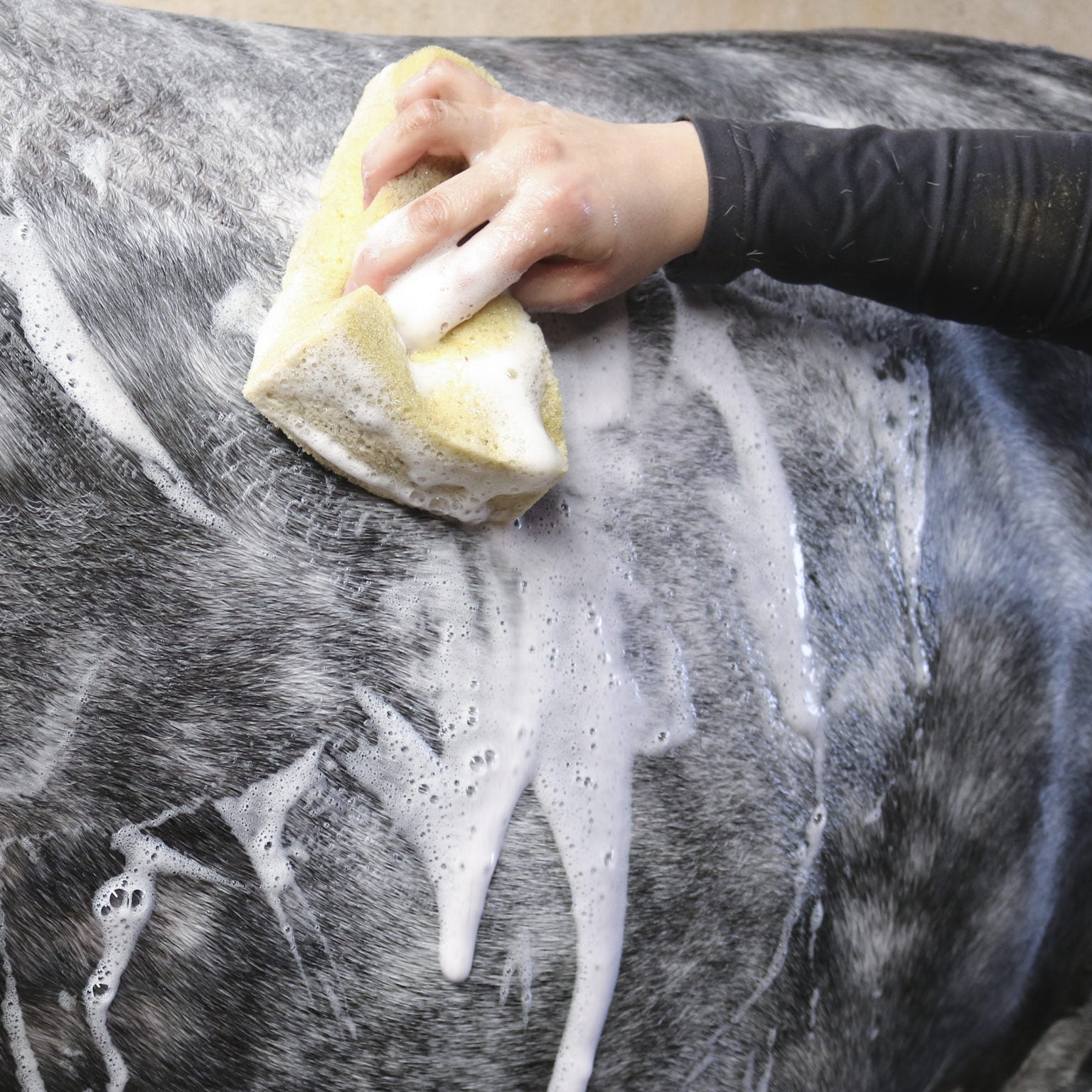 Nathalie Horsecare All Black Shampoo - 500ml