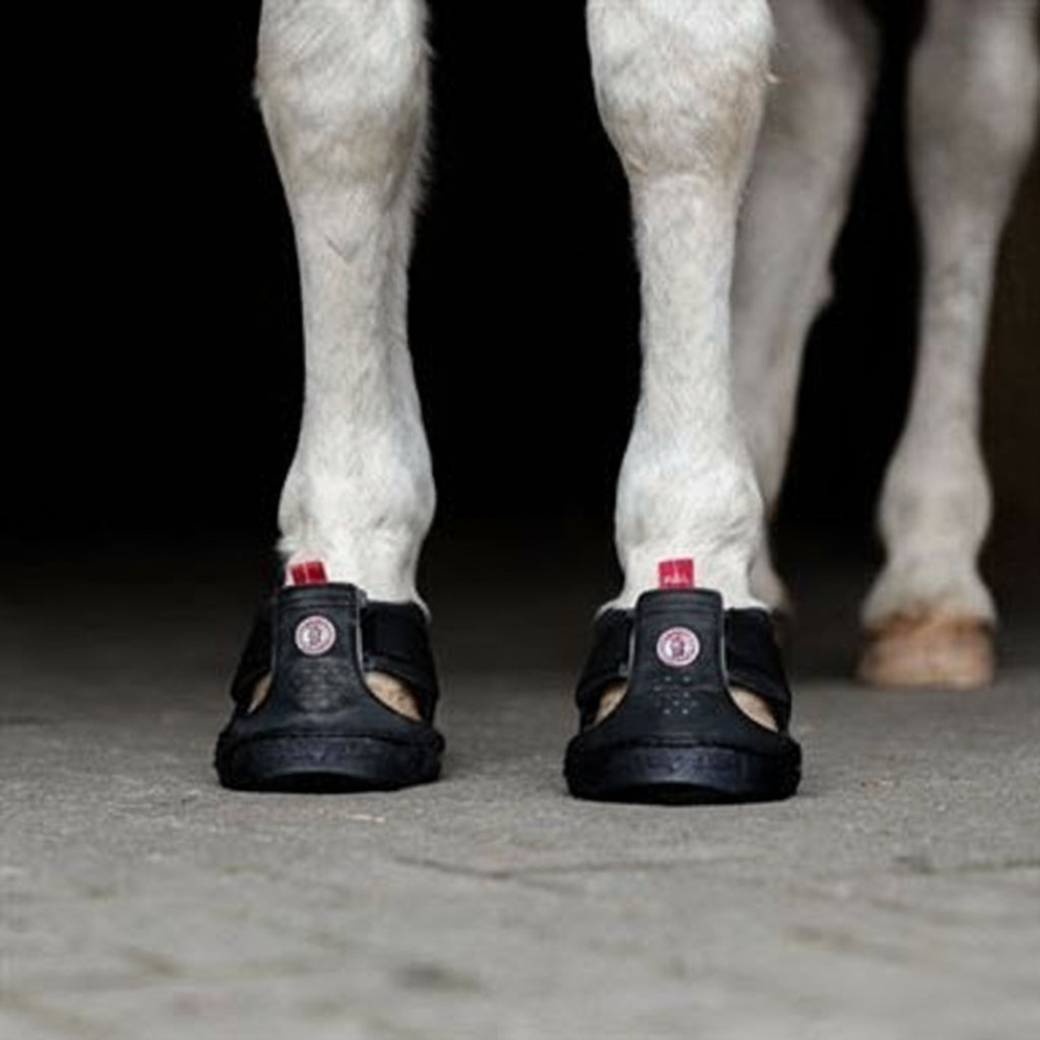Equine Fusion Trekking Hovsko - Regular