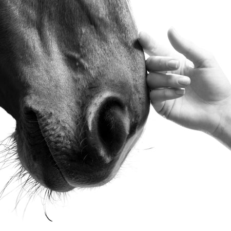 Udsalg Tilbehør til Hest