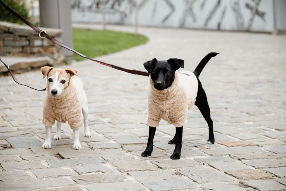 Kentucky Hundesweater I Teddyfleece - Beige