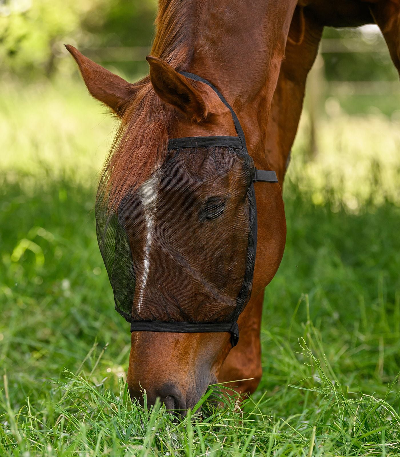 Fly mask Basic uden øre