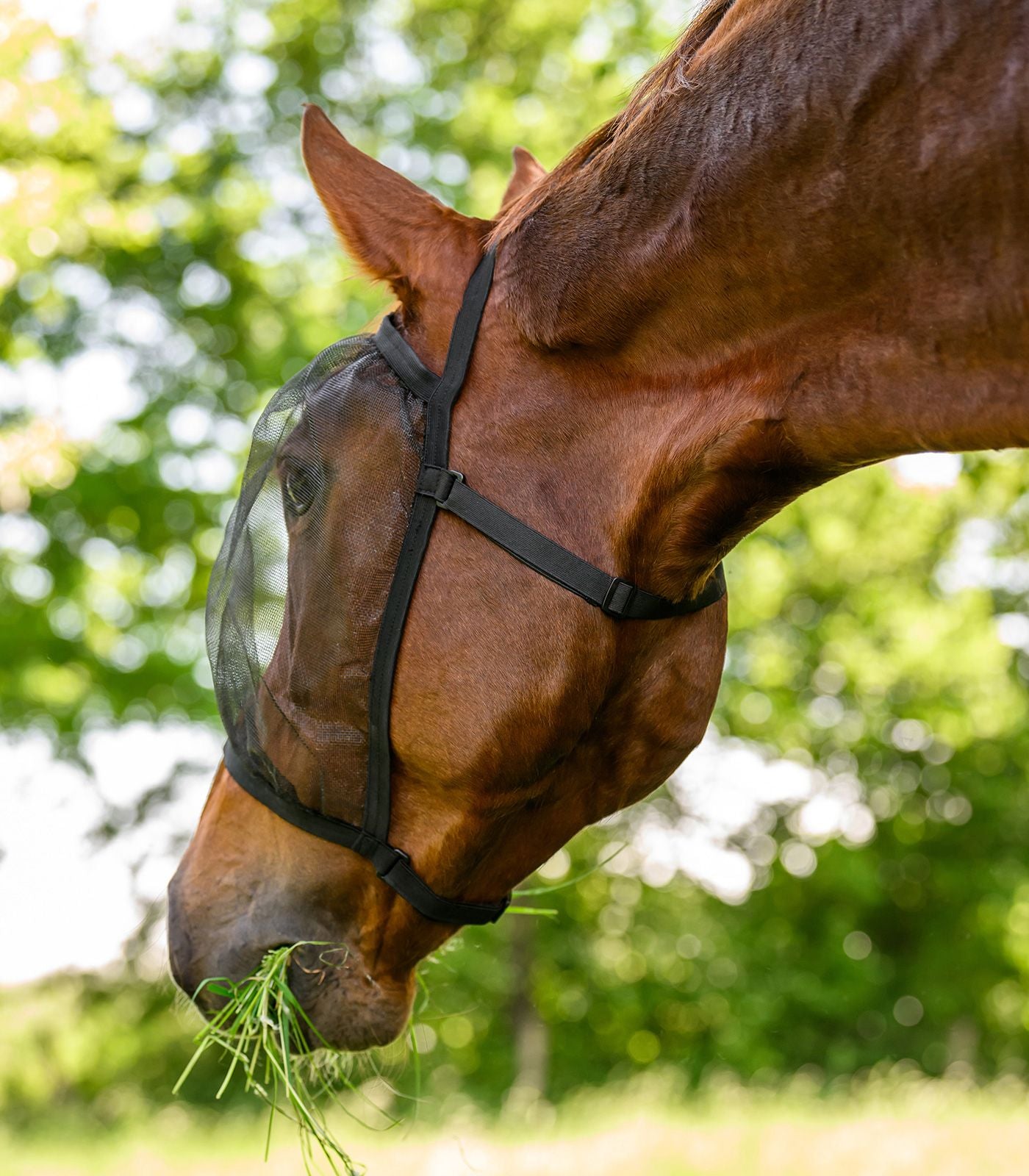 Fly mask Basic uden øre