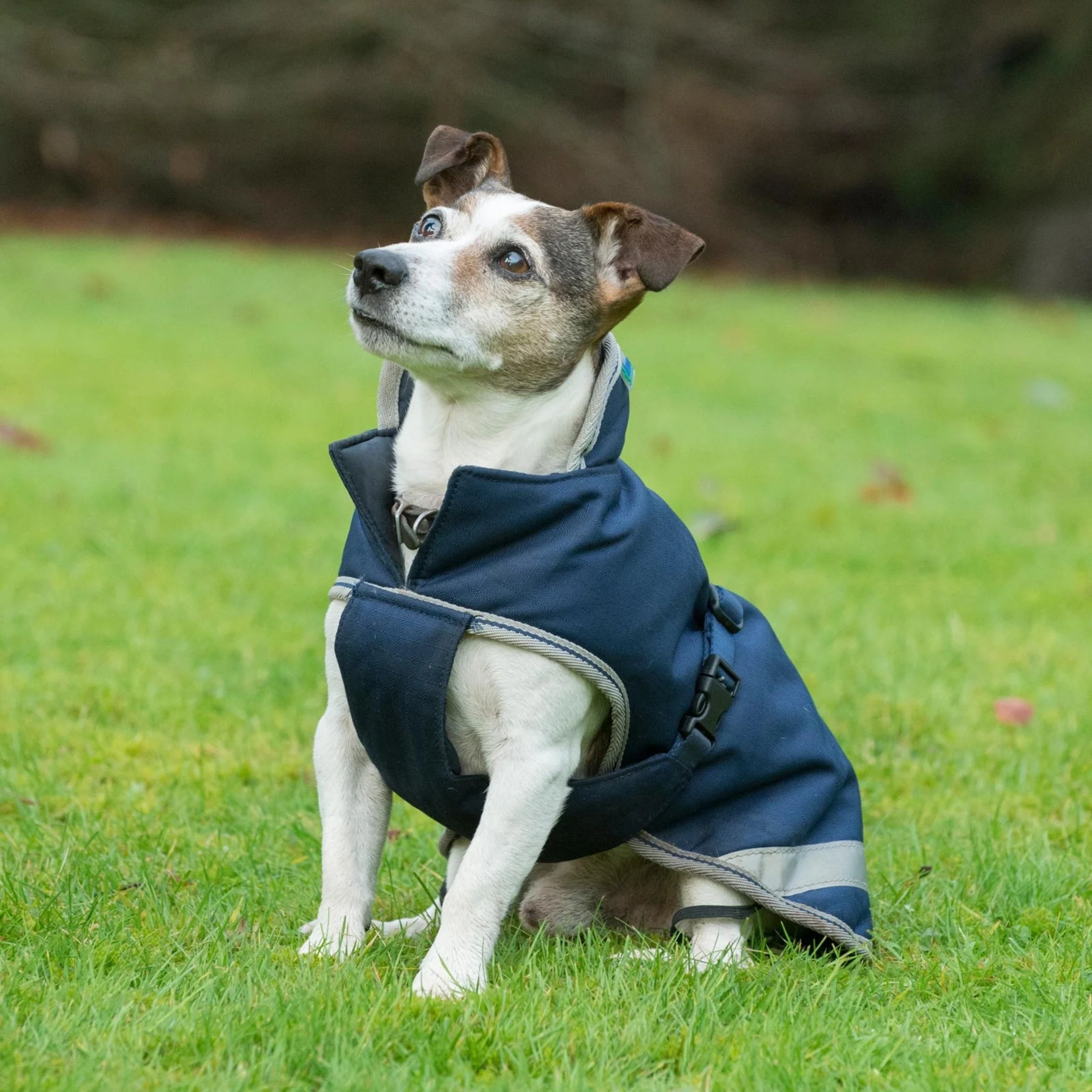 Bucas Freedom hunde dækken 50g - 30-45 cm
