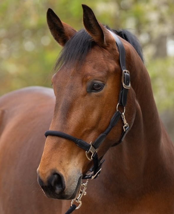 Covalliero Cordano Deluxe Grime