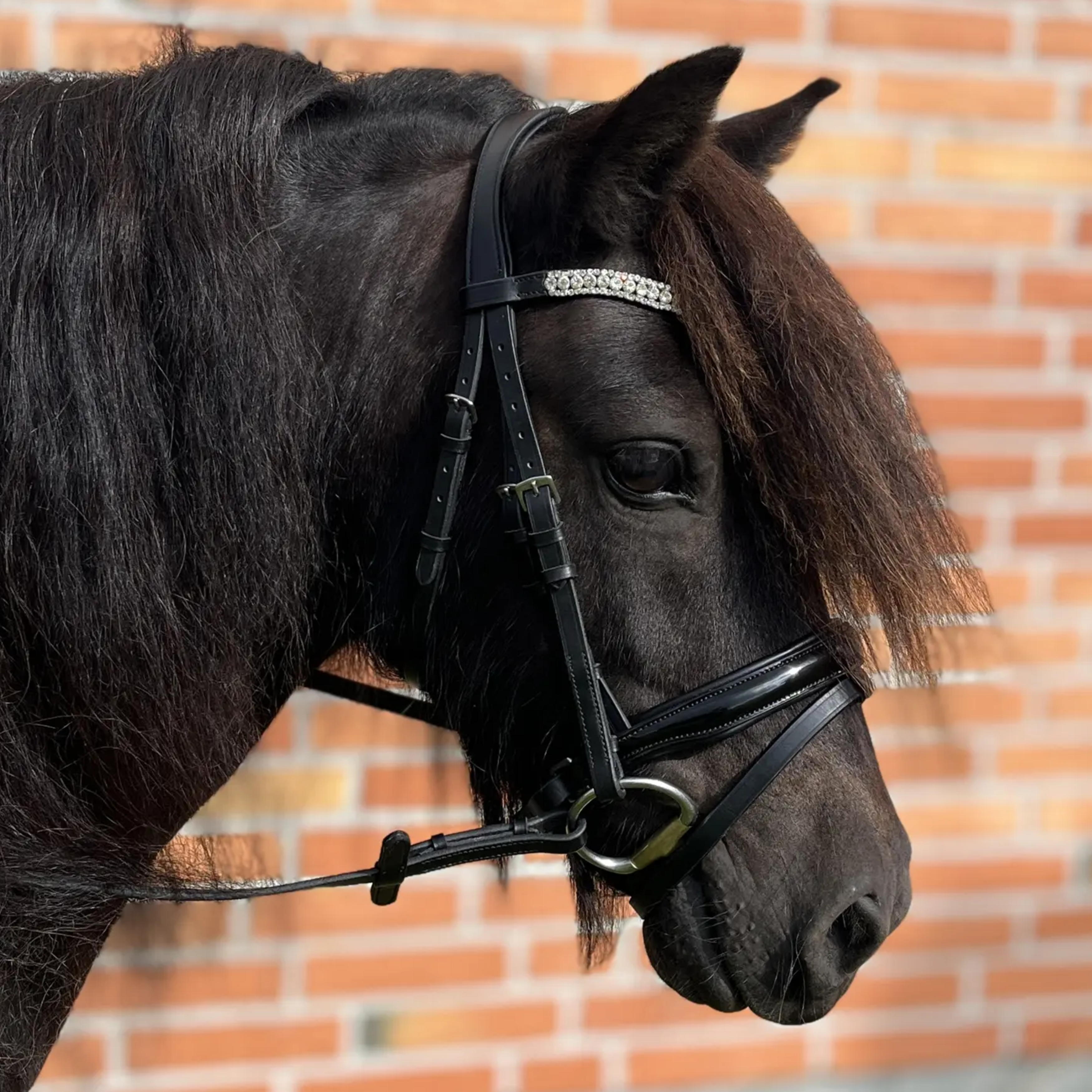 ByWeber Trense Glory Til Shetlænder - Sort