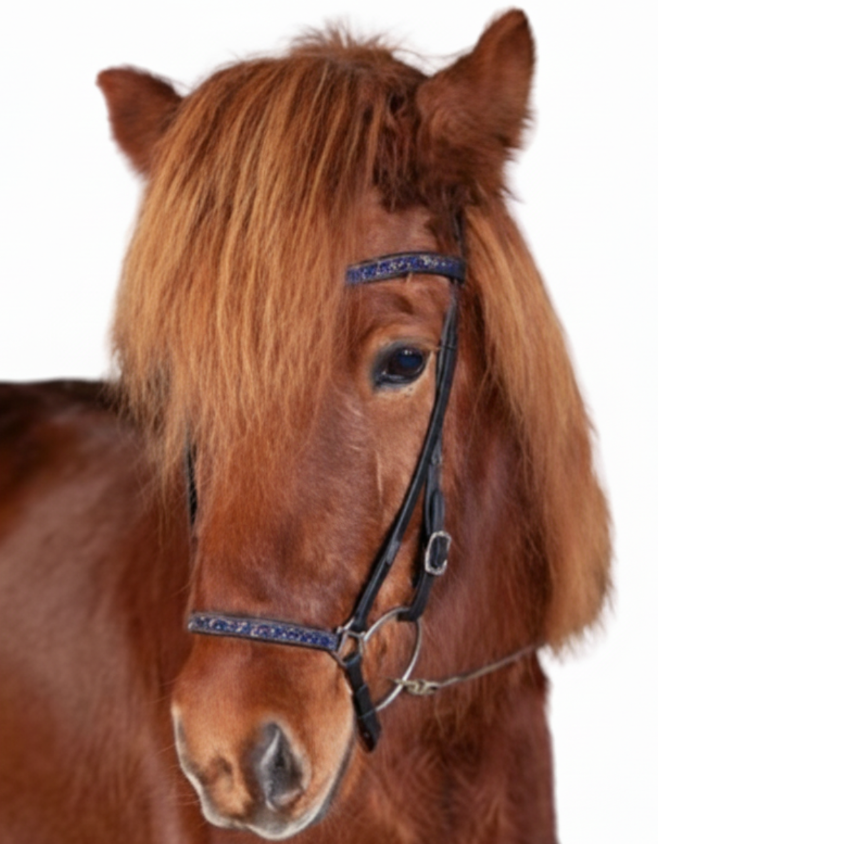 Hesta Gallery Rockstone Nakkerem & Wave Pandetykke M. Navy & Guld Sten