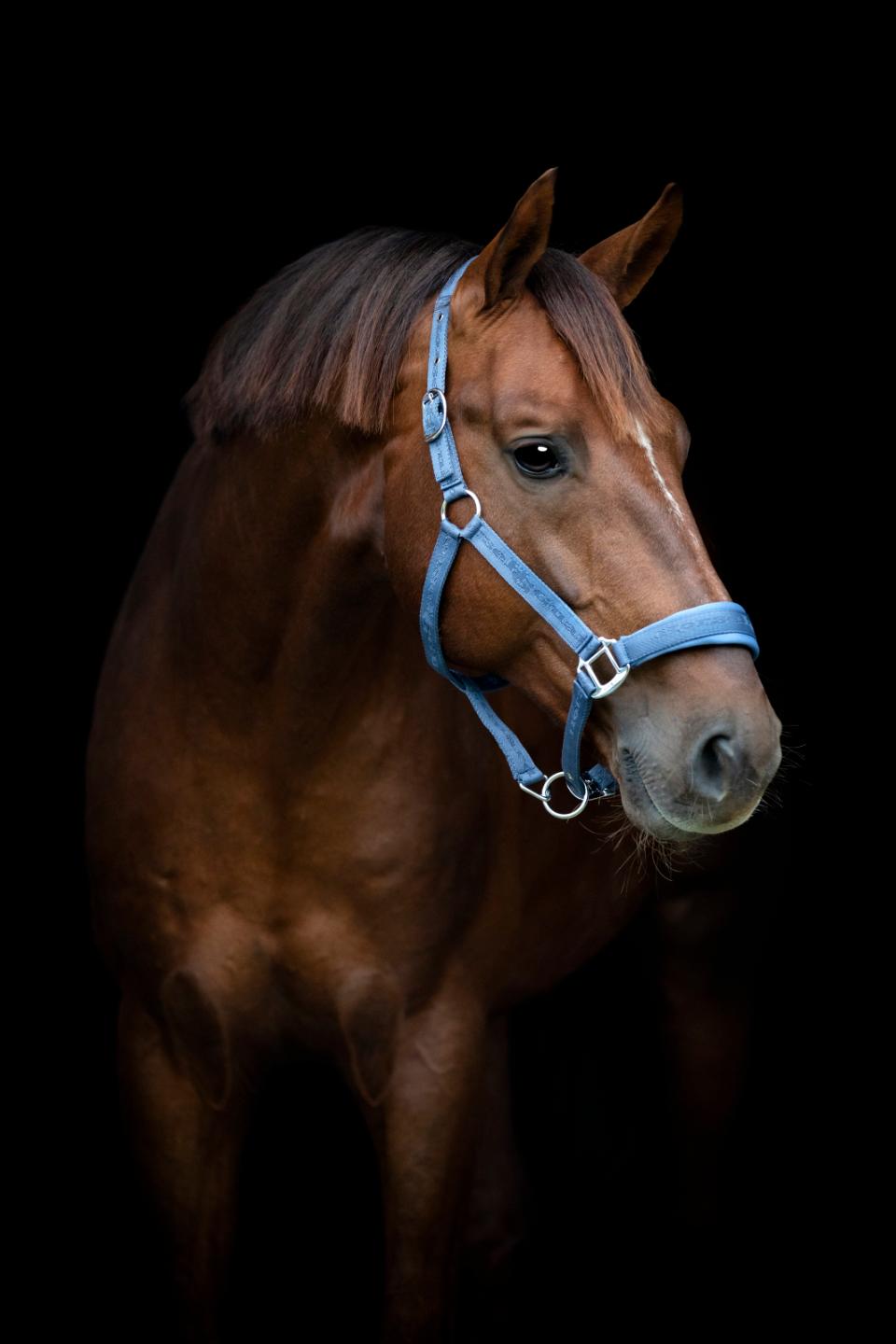 HorseGuard Diya 2.0 Grime - Dutch Blue