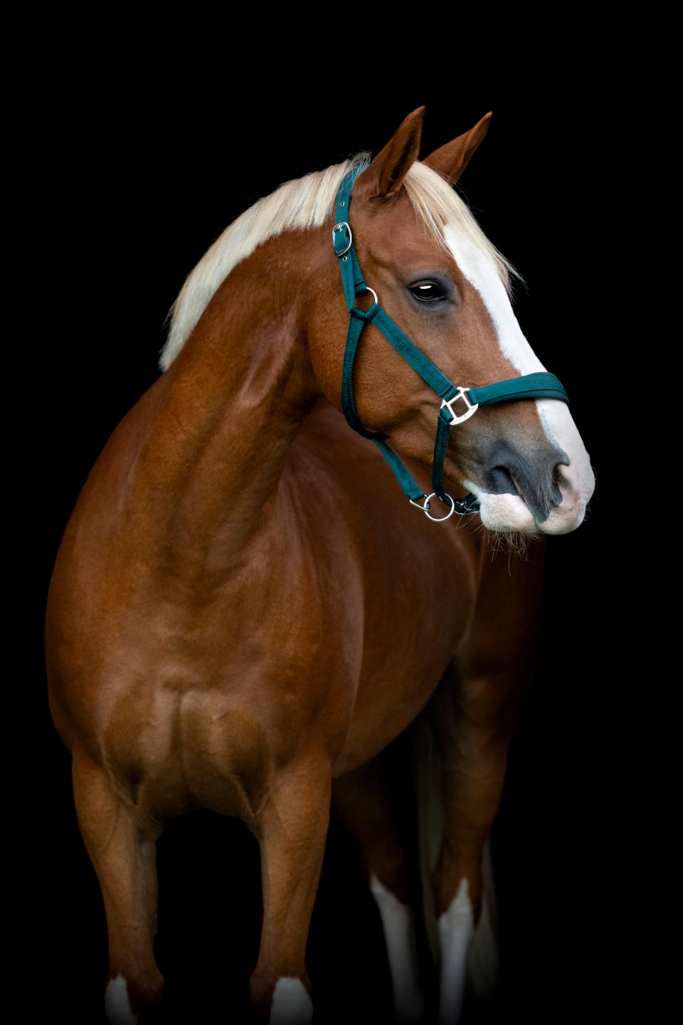 HorseGuard Diya 2.0 Grime - Ponderosa Pine