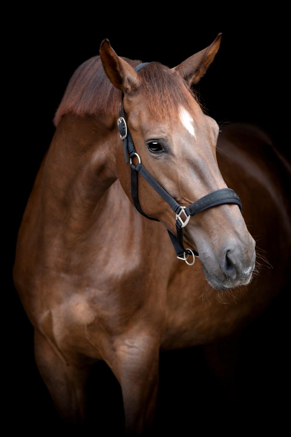 HorseGuard Diya 2.0 Grime - Sort