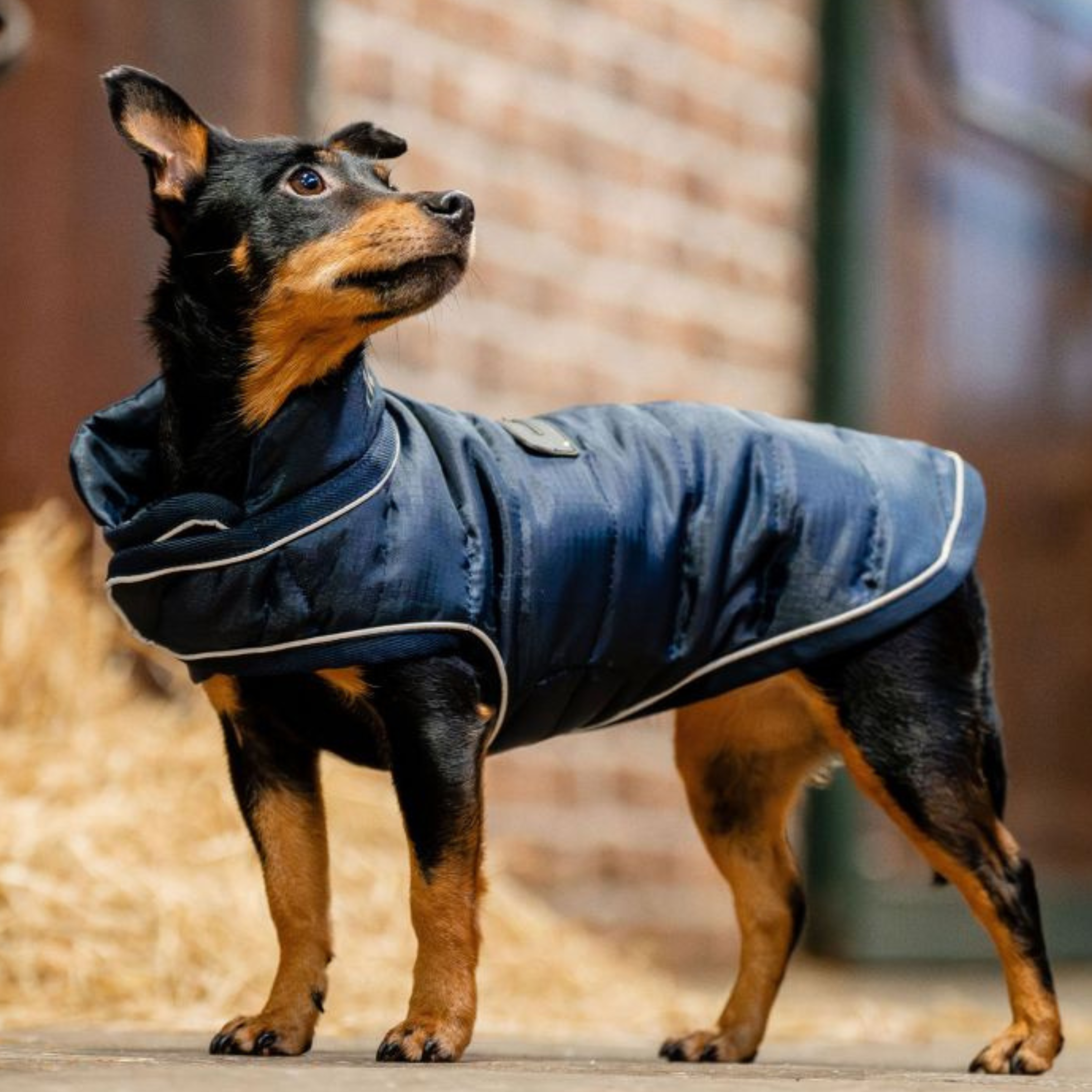 Horseware Signature 200 gram Hundedækken - Navy