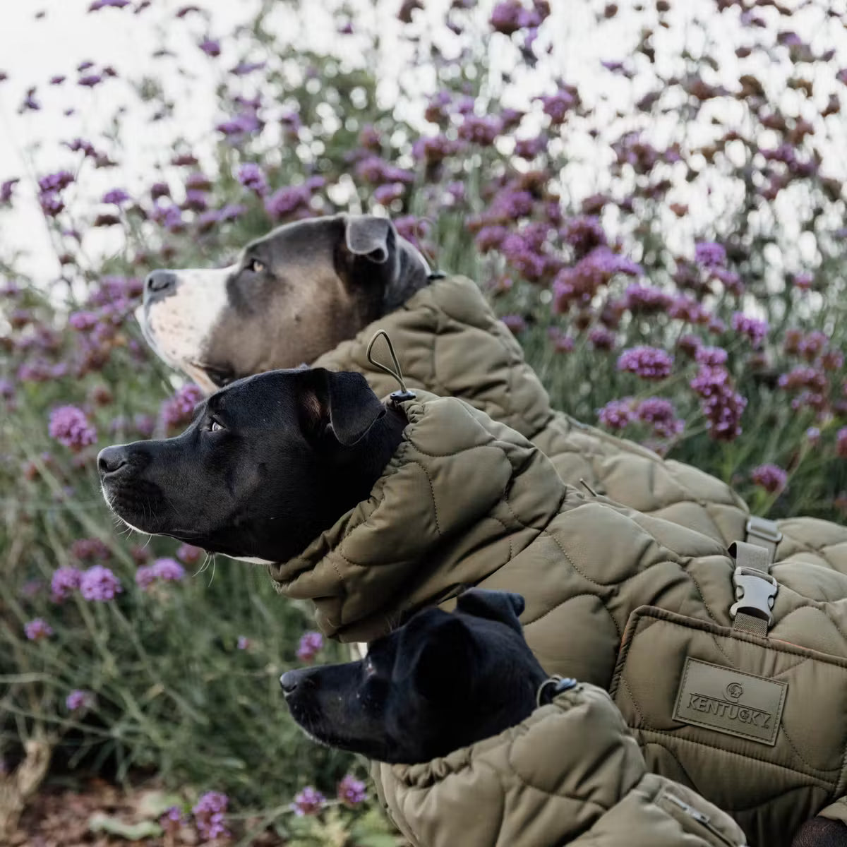 Kentucky Hunde Vinterdækken - Pine Green