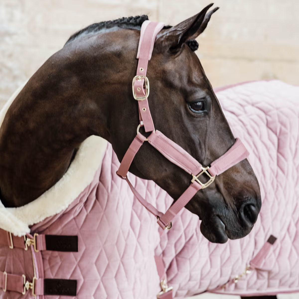 Kentucky Velour Show Rug 160g