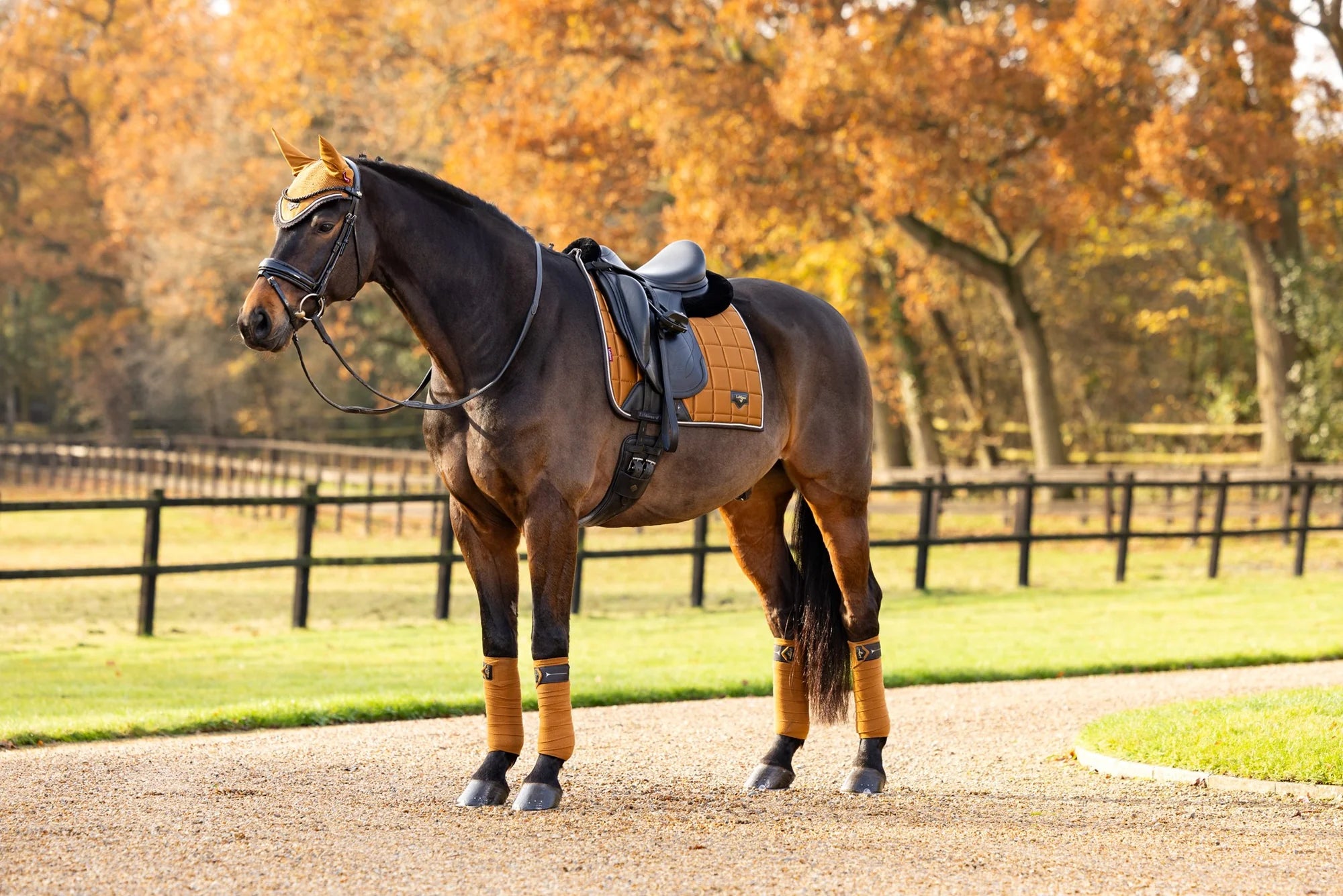 LeMieux Loire Dressurunderlag - Ginger