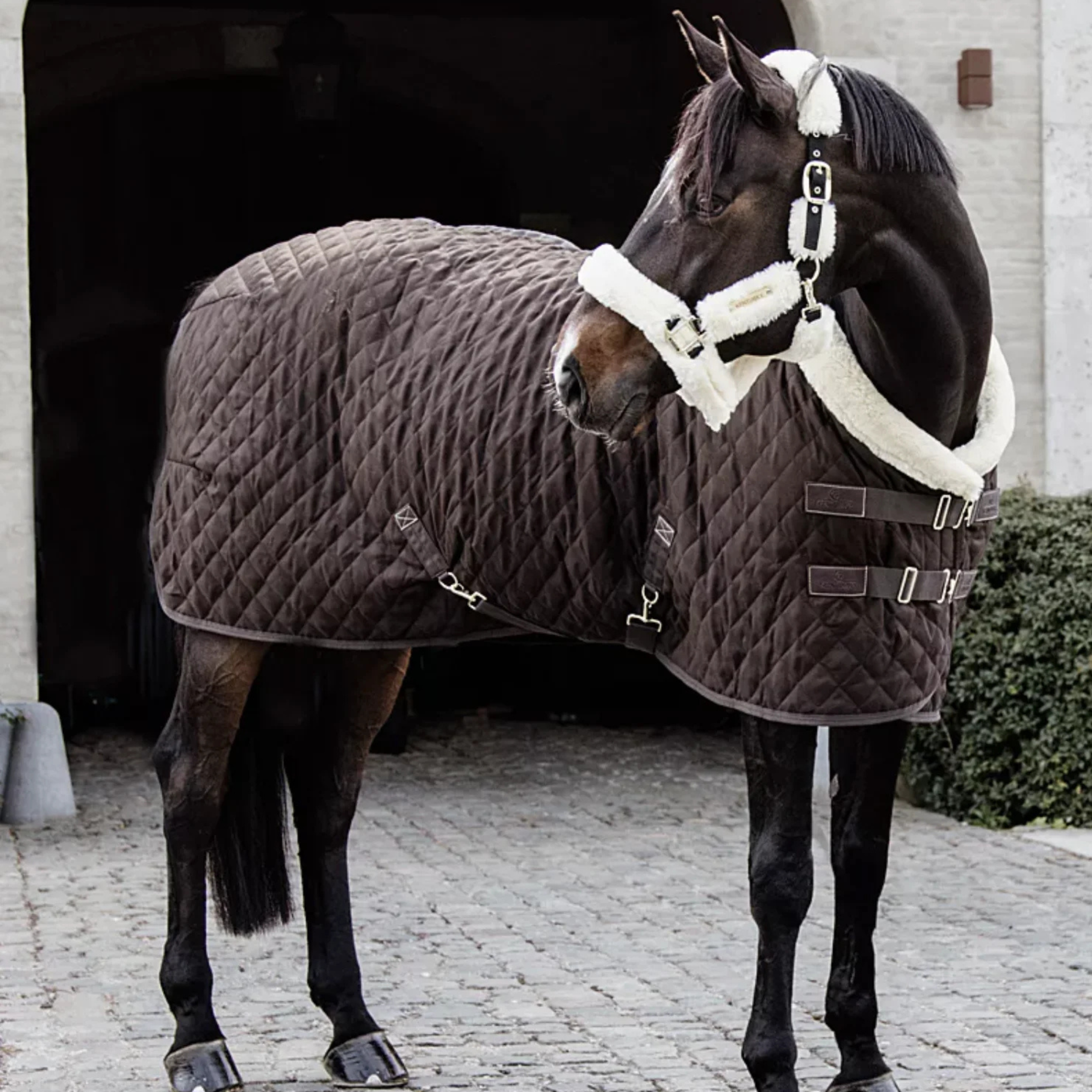 Kentucky Show Dækken, 160gr. - Brown