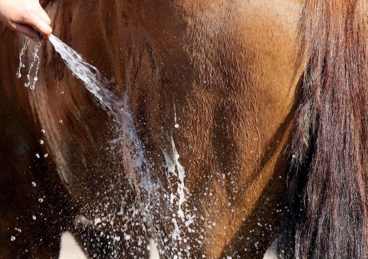 Nathalie Horsecare All Brown - 500ml