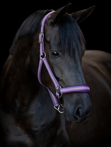 Horse Guard Cole Grime - Italian Plum