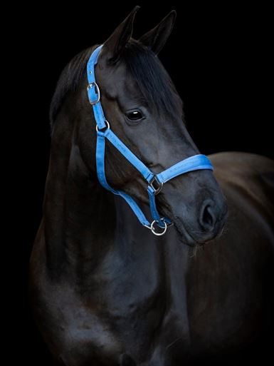 Horse Guard Diya Grime - Coronet Blue