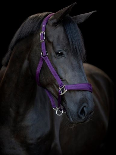 HorseGuard Diya Grime - Italian Plum