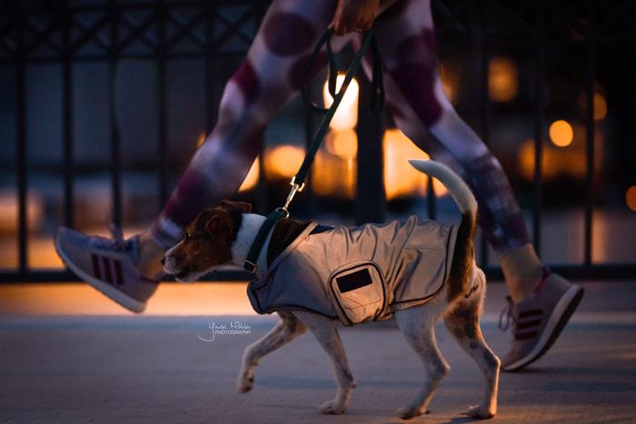 Kentucky Reflective og Water Repellent Hundedækken - Silver