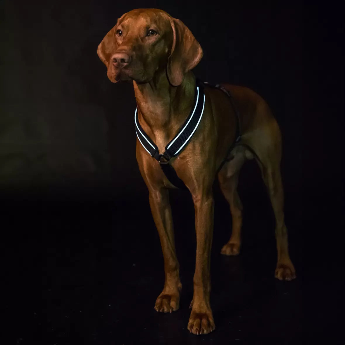 Back On Track Max Hundesele - Sort