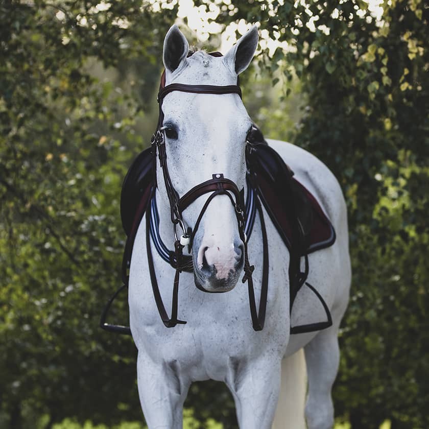 Antares Precision Comfort Trense - Brun