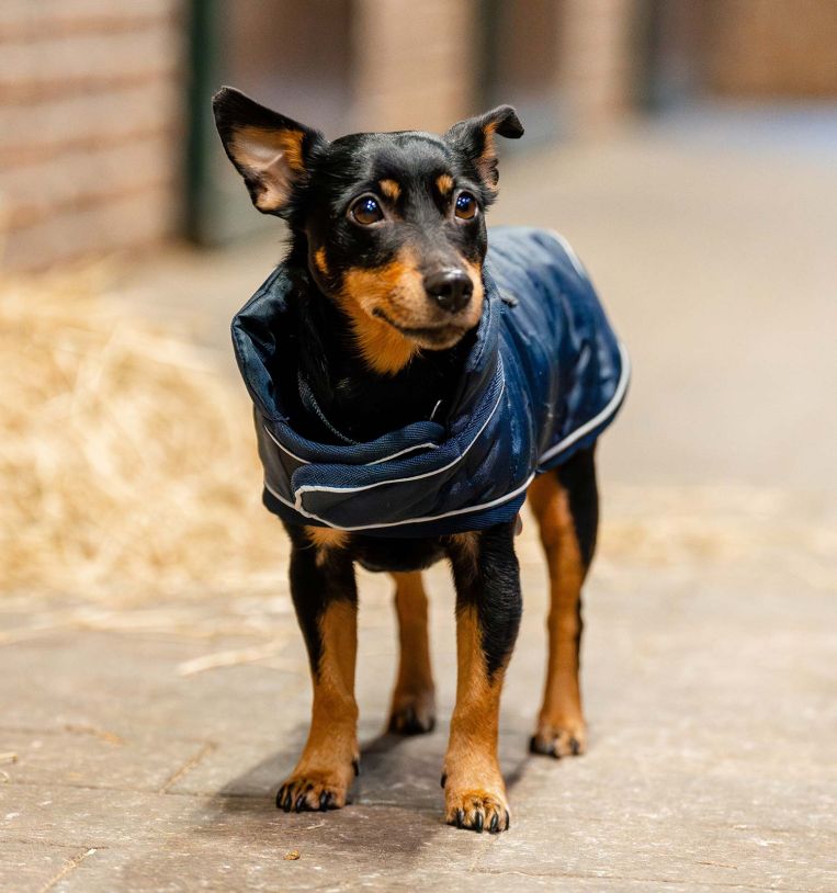 Horseware Signature 200 gram Hundedækken - Navy