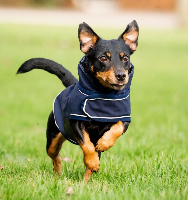 Horseware Signature Hunde Regndækken - Navy