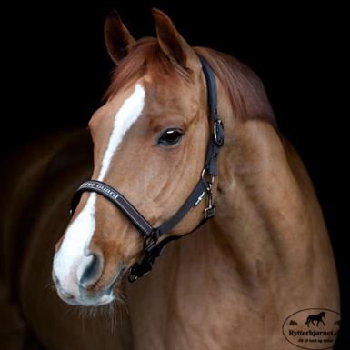 HorseGuard Sandra Grime - After dark